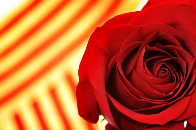 Xarcuteria Ferran Sant Jordi 3