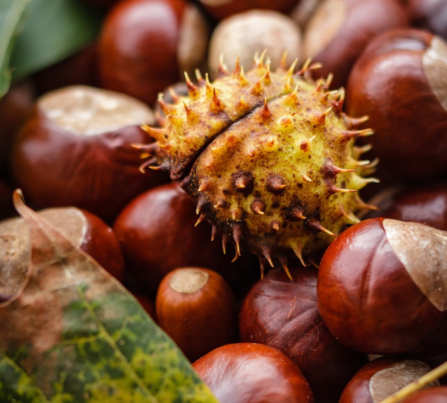 Где используют каштаны. Где используют каштаны. Где используют каштаны. Castanea sativa плод. Где используют каштаны.
